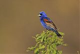 Blue Grosbeakborder=